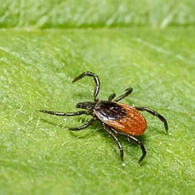 Ticks Control