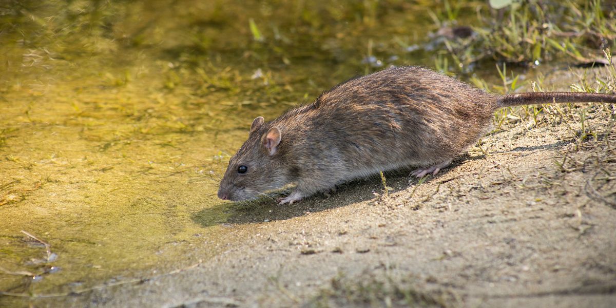 Rodent Removal