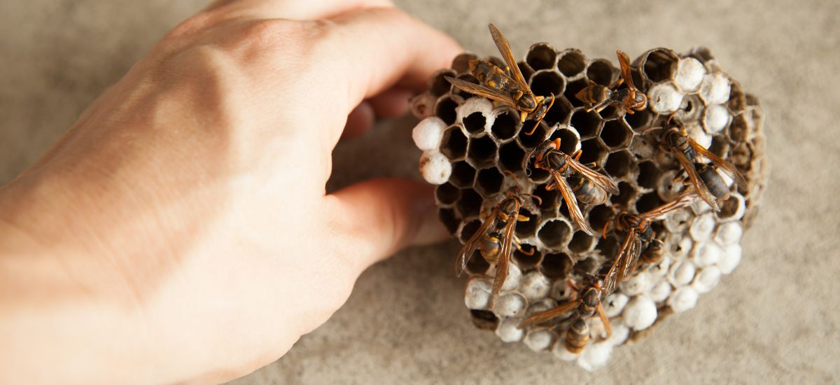 Wasp Removal